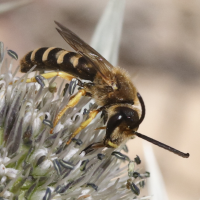 halictus_scabiosae5md