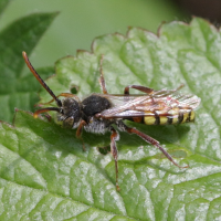 Nomada panzeri (Abeille-coucou)