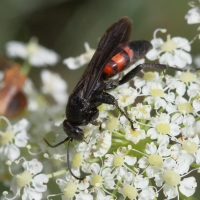 anoplius_viaticus3bd (Anoplius viaticus)