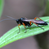 pimpla_rufipes2bd