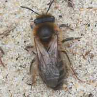 colletes_cunicularius2md (Colletes cunicularius)