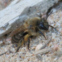 colletes_cunicularius3bd (Colletes cunicularius)