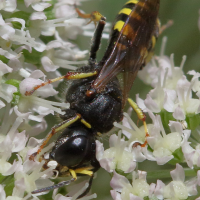 ectemnius_sp3bd (Ectemnius sp.)