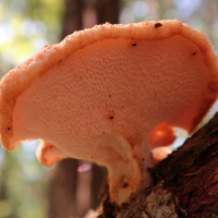 polyporus_tuberaster2md