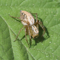 Oxyopes lineatus (Araignée)