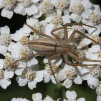 Tibellus oblongus (Araignée)