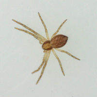 philodromus_dispar2bd