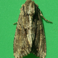 apamea_monoglypha4md (Apamea monoglypha)