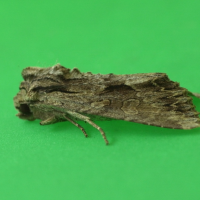 apamea_monoglypha5md (Apamea monoglypha)