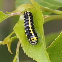 diloba_caeruleocephala_ch4bd