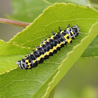 diloba_caeruleocephala_ch5bd (Diloba caeruleocephala)