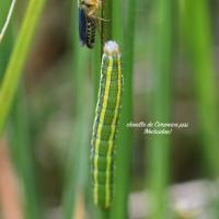 cicadella_viridis5bd (Cicadella viridis)