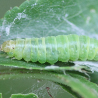 anania_hortulata_ch1md (Anania hortulata)