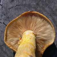 gymnopilus_spectabilis8md