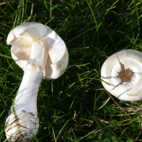 leucoagaricus_leucothites2bd