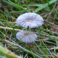 Parasola plicatilis (Coprin parasol)