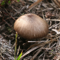 Megacollybia platyphylla (Collybie à lames larges, Collybie à chapeau rayé)
