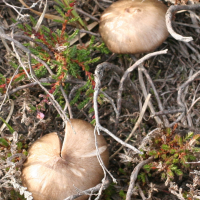 megacollybia_platyphylla2md