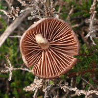 megacollybia_platyphylla3md