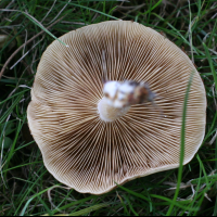 pholiota_gummosa3md