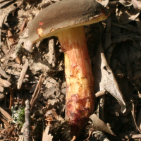 Xerocomellus chrysenteron (Bolet à chair jaune)