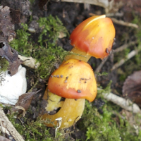 hygrocybe_conica1md