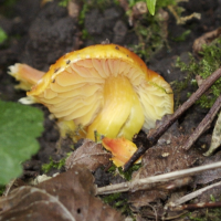 hygrocybe_conica2md