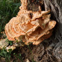 laetiporus_sulphureus12bd