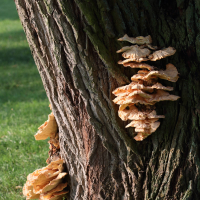 laetiporus_sulphureus13bd