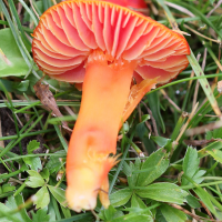 hygrocybe_coccinea2bd