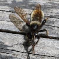 laphria_flava4bd