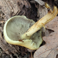 hypholoma_fasciculare10mdmd