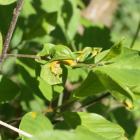 puccinia_coronata3md