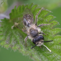 andrena_barbilabris2bd (Andrena barbilabris)