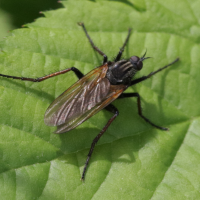 empis_tessellata7bd (Empis tessellata)