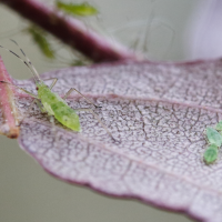 euceraphis_punctipennis1md