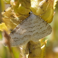 Perizoma albulata (Périzome de la rhinanthe)