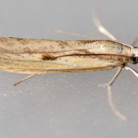 agriphila_inquinaella2md