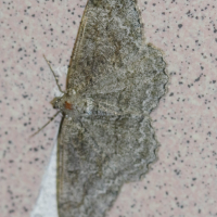 alcis_repandata2bd (Alcis repandata)