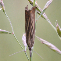 agriphila_straminella1md (Agriphila straminella)