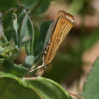 agriphila_straminella2bd (Agriphila straminella)