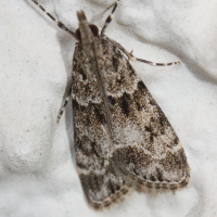 eudonia_mercurella3md (Eudonia mercurella)