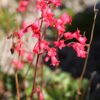 heuchera_sanguinea2md