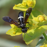 cephaledo_bifasciata2bd (Cephaledo bifasciata ssp. bifasciata)