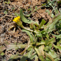 Hedypnois rhagadioloide (Hédipnoïs polymorphe)