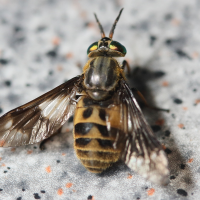 chrysops_relictus4md (Chrysops relictus)