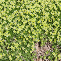 minuartia_sedoides2md (Cherleria sedoides)