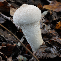 lycoperdon_perlatum7md