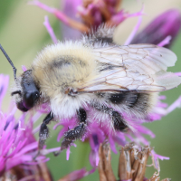 bombus_pascuorum8md