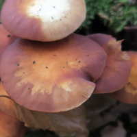 kuehneromyces_mutabilis5md